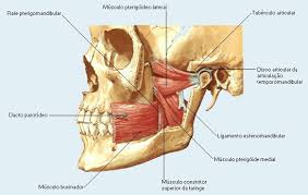 Miopatía Temporomandibular
